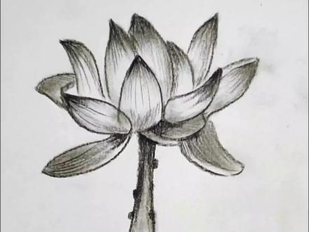 素描教程|荷花怎么画#零基础学画画 #素描 #炭笔画 #零基础学素描
