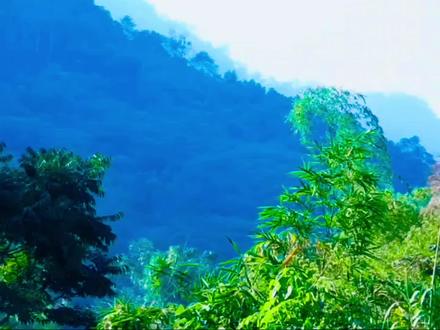 单亲妈妈阿莲徒手打造碗柜#越南生活#野外生存#农村生活