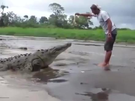 男子作死徒手给鳄鱼喂食,不料突然摔了一跤,这下惨了!