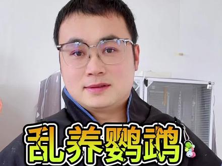 乱养鹦鹉会被入刑!凯克,灰鹦鹉,金刚,甚至小太阳和尚!#鹦鹉 #萌宠出道计划 #鸟#凯克鹦鹉#金刚鹦鹉
