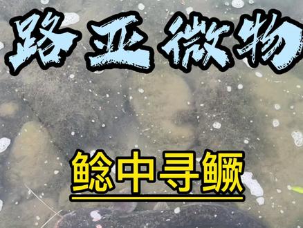 鲶鱼窝里掏鳜鱼,巨鲶上岸!