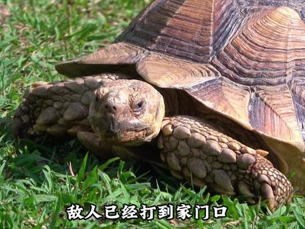 【率土梗百科】什么是率土老乌龟? #率土之滨 #率土纵横家