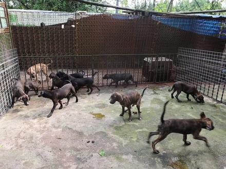 200多斤的普比猎犬你们见过没有,现在纯种猎犬都没人愿意用了 #普罗特猎犬 #比特犬 #普比猎犬 #猎犬 #猎狗 #养狗