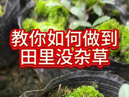 田间封草控草的方法#阿丰聊种植 #封草药 ##种植技术