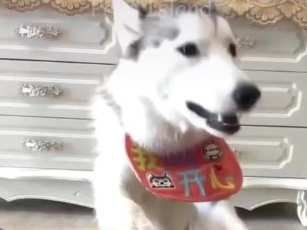 萌狗萌猫看到切自己形状蛋糕时的反应,要被笑趴了。。。 #萌宠 #家有萌宠 #萌宠日常记录 #猫 #成精的萌宠