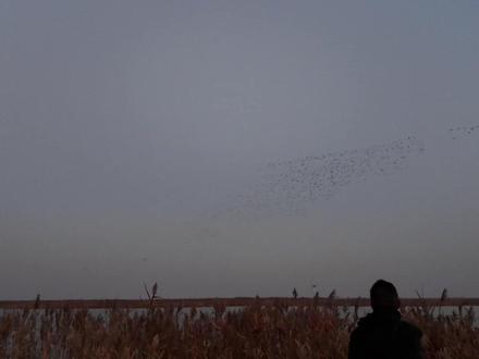 黄河口“鸟浪”刷屏 数十万候鸟齐飞 11月20日,破晓时分,在山东黄河三角洲国家级自然保护区,伴随着悠扬鸟鸣,“鸟浪”奇观开始上演。“鸟浪”时而扶摇直上,时而俯冲直下,又时而急转盘旋,阵型瞬息万变。
黄河三角洲保护区是国际候鸟迁飞保护的关键区域,不仅为繁殖种群提供栖息地,还为沿东亚—澳大利西亚迁徙路线迁徙的鸟类提供支持。被誉为鸟类的“国际机场”。
去年此时,“鸟浪”的单次集群峰值约17万只,而今年的监测数据显示,仅花脸鸭单一物种的集群数量就超24万只,创下该物种在保护区的观测纪录。同时,“鸟浪”出现的频率也显著提高。无论是晨曦中的低空盘旋,还是暮色里的归巢集群,都能看到“鲲化大鹏”般的壮阔景象。
近年来,当地积极推进综合生态治理,鸟类数量已由建区初期的187种增加到现在的374种,每年有数百万只鸟类在这里繁衍栖息。在近日举办的黄河口国际观鸟季活动上,还发现长嘴半蹼鹬、红腹灰雀2种鸟类在黄河三角洲觅食、栖息的新纪录。(中国绿色时报记者 张萌 / 剪辑 孔祥瑞)#候鸟南飞 #鸟浪