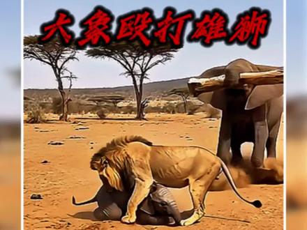 雄狮捕猎小象却遭到大象拿着木棍打!#野生动物零距离 #狮子 #动物的迷惑行为 #大象 #神奇动物