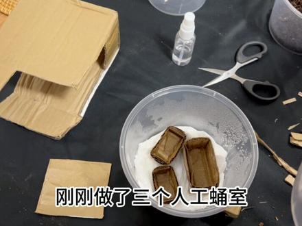 美他立佛锹甲成虫#日常vlog#爬宠日常