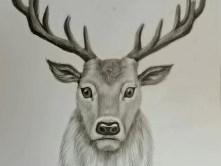 画只鹿正好符合圣诞节的气氛,祝你福禄双全#画画 #素描动物 #绘画 @DOU+小助手