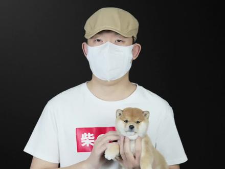 5个柴犬冷知识,让你重新认识柴犬#柴犬 #豆柴 #萌宠 #柴犬知识