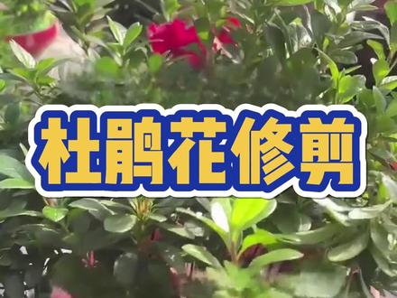 一分钟学会杜鹃花修剪 家里养了两盆绣球,想让它们变红却没效果?试试这方法!#养花小知识 #杜鹃 #杜鹃花 #杜鹃花修剪 #大量元素水溶肥
