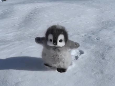 呆萌可爱的管理员 #企鹅 #企鹅宝宝 #海洋动物科普 #企鹅管理员 #拉电线