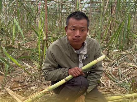 真人版“偷甘蔗”农场爆火,老板称现在活动已经变味,已经违背初心 变成了商业活动#偷甘蔗