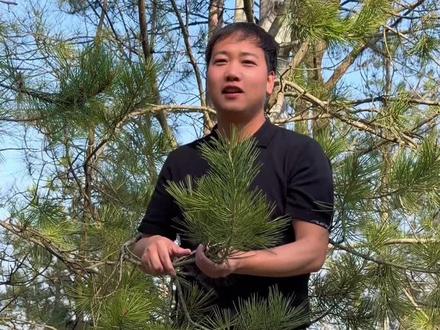 经常喝松针的朋友一定要懂得辨别哦 泡水松针辨别#松针茶 #松针 #健康养生