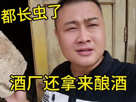 酒厂都是怎么酿酒的,曲药都生虫了还能酿酒吗?听听内行怎么说 #专业单粮 #传统酿酒 #酒曲发酵 #曲虫 #曲蚊