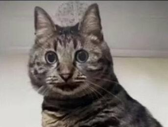 谁说兽耳娘是福瑞?#抽象 #旮旯给木 #飞天俊 #福瑞