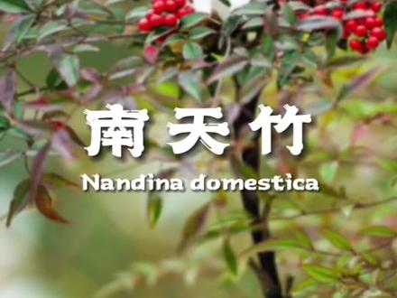 南天竹,全身是宝,也全身是毒!让人又爱又恨的一棵植物!#大自然的馈赠 #你的家乡有这种植物吗 #新农人计划2023 #冬日里的一抹红 #愿所有的美好和期待都能如约而至