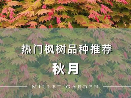 热门枫树品种推荐--“秋月” #枫树 #庭院 #庭院设计 #日本枫树 #庭院景观 #园艺 #园艺生活 #园林 #园林景观 #进口枫树