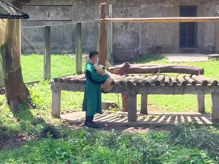 非得跟奶妈贴贴抱抱一刻也不许撒手#不止我一个想rua大熊猫 #可爱到爆炸💥 #关爱国宝大熊猫🐼🐼🐼 #重庆动物园 #小煤气罐罐