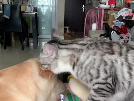 猫和狗哪个更厉害 #猫狗大战 #干架的样子一点都不示弱