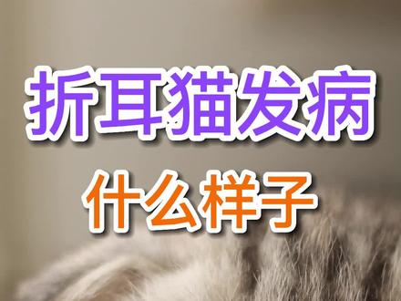 折耳猫发病什么样子#萌宠 #折耳猫 #猫咪