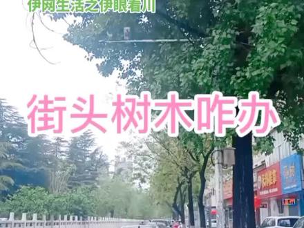 #街头趣事 来支个招树根撑破路咋弄?😛😛😛😛😛