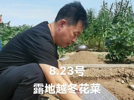 8.23号!露地越冬花菜,田间育苗全过程