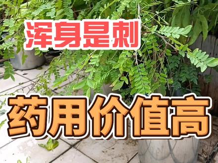 满身是刺,却浑身是宝,药用价值高,皂角刺