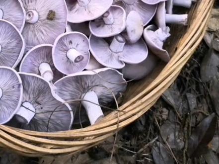 2021年,草原上“紫丁香蘑”特别多#采蘑菇 #野生菌 #山东生活日记 #农村生活 #农村 #大自然的馈赠