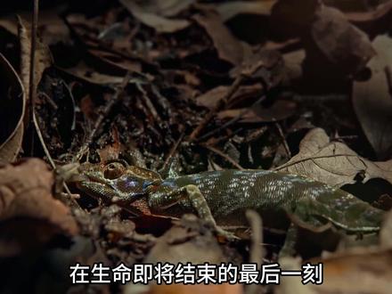 被基因所操控的奴隶 出生的第一件事便是繁衍后代 #动物世界