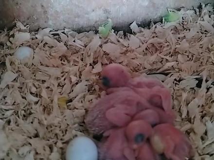 一招教你如何提高母鸟母性? 很多养鸟的朋友在让鸟繁殖的时候,会发现有些母鸟“母性”不太好。啥意思呢?就是它生了小鸟之后,不愿意老老实实在窝里待着照顾宝宝,总往外跑。这样一来,刚孵出来的小鸟就没人给保暖了,容易着凉。
一旦温度不够,小鸟就算你喂得再好,它也消化不了。食物会堵在它脖子下面的“嗉囊”里,几个小时就变硬了,下不去——这就叫“僵食”。结果小鸟就会变得皮肤颜色不好、干瘦、不长个,慢慢就死了。
解决方法:你可以在窝里多放两个“白蛋”(就是孵不出小鸟的蛋)。母鸟虽然不太愿意一直抱着小鸟,但它天生喜欢孵蛋。只要窝里有蛋,它就愿意待在窝里。而小鸟呢,天生就知道往母鸟肚子下面钻取暖。这样一来,母鸟一边孵着蛋,一边也暖着小鸟,小鸟就不会因为温度失衡而不消化了。
提醒:
特别是如果你养鸟的环境温度不够高,这招特别管用。这些白蛋不用扔,等小鸟都孵出来之后,放一两个进窝里就行。那什么时候拿走呢?等小鸟长到比较大的时候(比如作者用手比划的大小),就可以把那两个多余的蛋拿出来了。不用担心蛋会放臭,因为在那之前小鸟已经长大不需要这样保暖了。
简单说就是:放俩假蛋,骗母鸟回窝,顺便暖着小鸟,防消化不良。#鹦鹉 #鹦鹉鹦鹉萌萌哒逗鹦鹉 #鹦鹉日常 #鹦鹉小白 #欧血大头虎皮鹦鹉