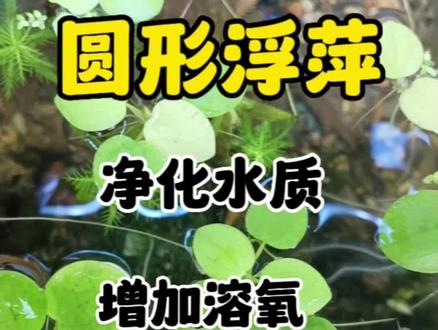 圆形浮萍,净化水质,增加溶氧,鱼缸造景,夏季绿植#抖音618好物节 #水族 #水族器材 #水草造景#圆形浮萍