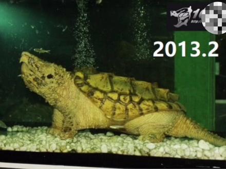 鳄龟圈大事件之钻石易主#鳄龟 #养龟日常 #大鳄龟 #养龟人 #龟龟🐢