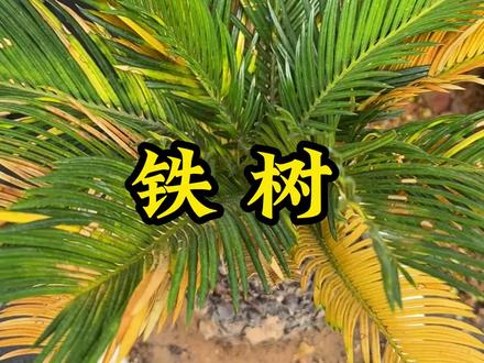 铁树叶子发黄干枯如何补救 #铁树 黄叶焦尖是什么原因 #铁树盆景 #铁树养护 #铁树黄叶怎么办 #苏铁