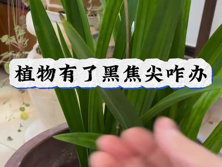 我的兰花黑焦尖了 怎么办#花卉绿植 #干货分享 #兰花焦尖的原因与防治 #养花小知识