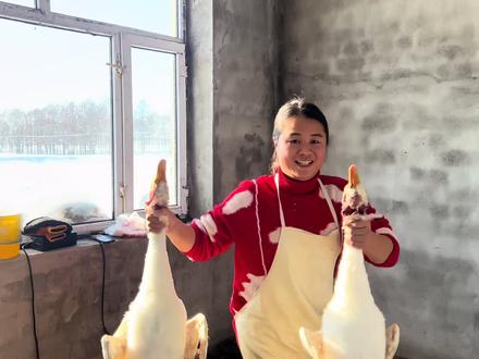 养了一年的大鹅,终于可以拔鹅绒做羽绒服了,人工取鹅绒效率低