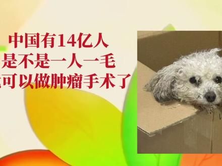 捡到一只得了肿瘤的小比熊
#走失狗狗 #救助流浪狗 #比熊 #小狗