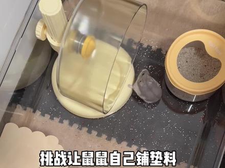挑战让仓鼠自己铺垫料#仓鼠 #养鼠日常分享 #萌宠