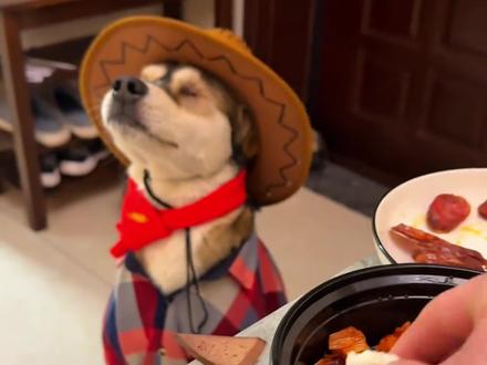 狗狗挑食就是故意的 #狗狗上热门 #宠物知识 #不养狗不知道养狗的乐趣 #这狗子一看就是干饭狗 #萌宠日常记录