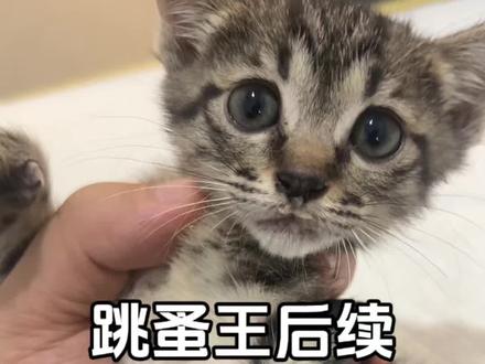 找领养找领养! #猫咪救助 #领养小奶猫 #小猫崽找领养 #想养小奶猫的看过来 #厦门救助流浪猫