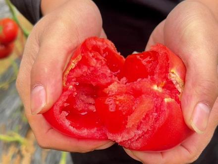 普罗旺斯终于成熟啦! 起沙带籽草莓心,番茄味道太浓啦#西红柿#番茄#普罗旺斯 #普罗旺斯水果西红柿