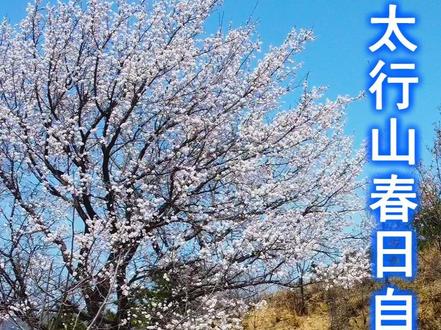 踏青、赏花、观山水的石家庄春日自驾一日游路线 #自驾游 #旅游 #自驾游攻略 #石家庄周边游