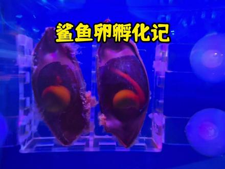 近距离观察鲨鱼宝宝的孵化过程 #鲨鱼宝宝 #神奇动物