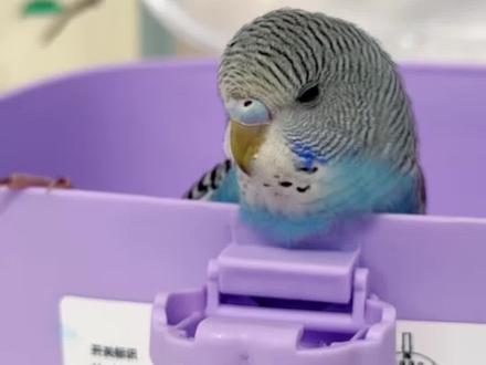 《鹦鹉脱敏训练》沉浸式听烟花爆竹声音,能有效防止鹦鹉过年应激🧨。#鹦鹉应激 #鹦鹉过年 #养鸟人的日常 #养鸟经验分享 #养鹦鹉日记