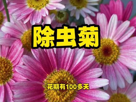 为了夏天家里的蚊虫少一些,现在就可以播种#除虫菊 #除虫菊种子 #花卉绿植 #养花小知识
