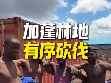在非洲砍伐,是保护森林,而不是破坏环境#非洲#生活随拍#木材加工#菜板工厂#实木家具