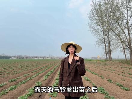 马铃薯出苗后怎样管理 #马铃薯种植 #马铃薯种植技术 #土豆种植 #土豆种植技术与管理 #土豆种子