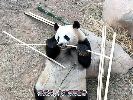 小乔姐姐说正月烫头弯舅舅,好像狻猊他舅龙哥弯了#大熊猫 #国宝 #国宝不愧是国宝