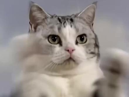 接下来我就不客气了ai特效入口,接下来我就不客气了ai教程,#小云雀AI #小云雀爆款马上成片 #小云雀seedance#接下来我就不客气了ai,猫咪大战ai生成
邵氏ai
猫猫ai
猫咪ai
ai生成视频
接下来我就不客气了ai文案