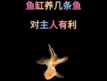养鱼养几条对主人有利,为什么养单不养双#新手养鱼 #养鱼养心#养鱼日志#水族#养鱼经验分享